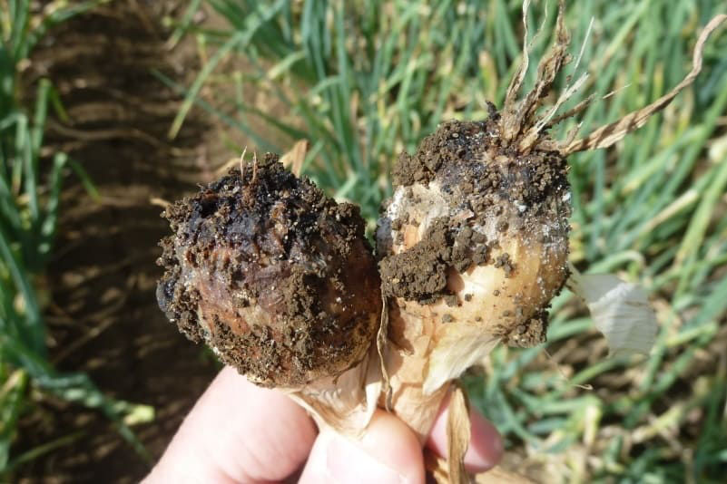 White Rot - Onions